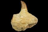 Fossil Mosasaur Jaw Section With Tooth - Morocco #163912-1